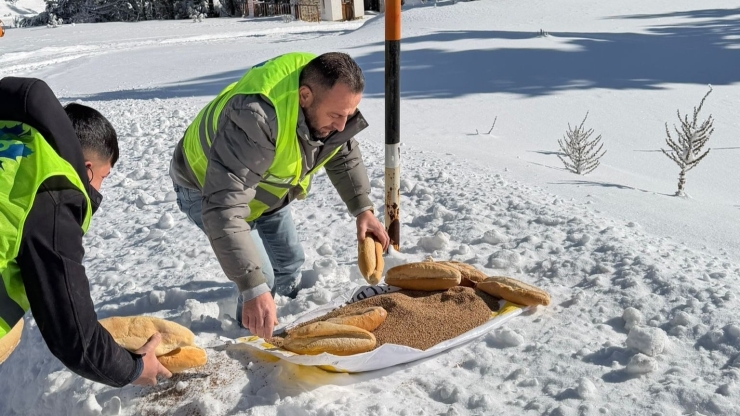 Yaban Hayvanları İçin Ormana Yem Bıraktılar