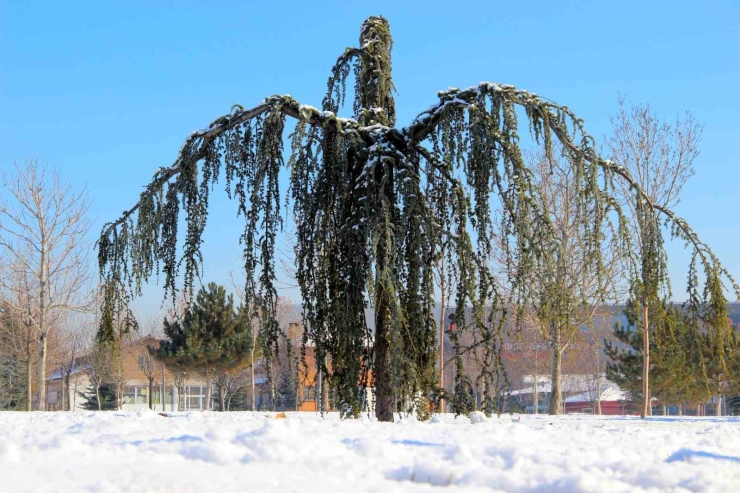 Çorum’da Kar Kartpostallık Görüntüler Oluşturdu