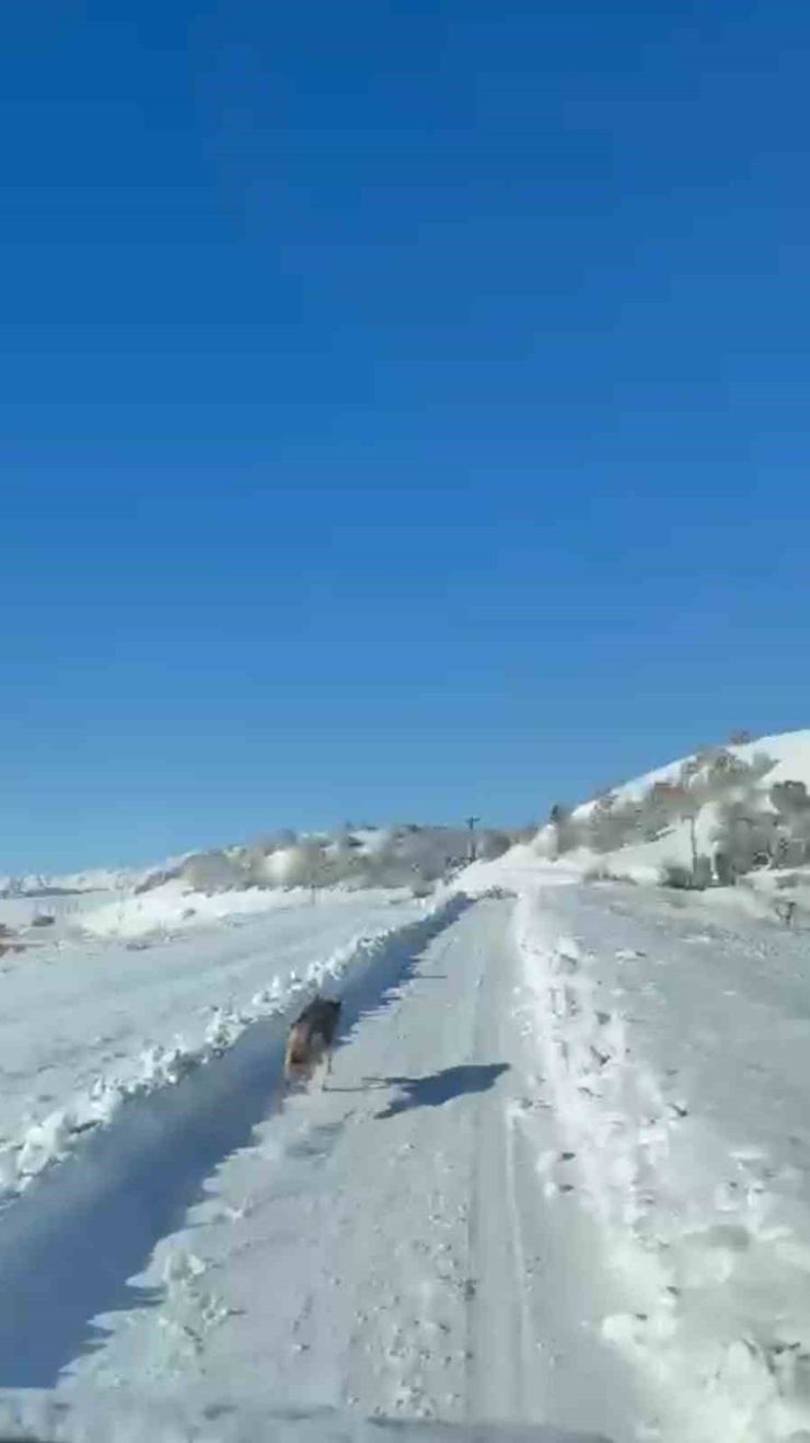 Umke Ekiplerinin Hasta Yolculuğuna Kurt Eşlik Etti