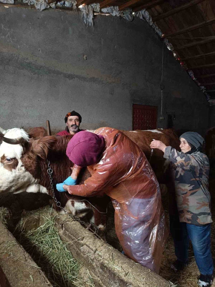 Çemişgezek’te Karla Kaplı Yol Açıldı, Ekipler Hasta İnek İçin Seferber Oldu