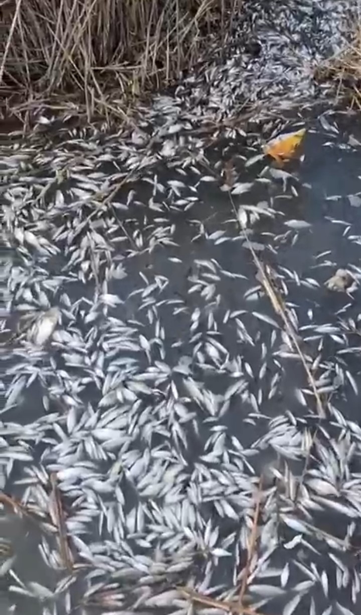Uluabat Deresi’nde Binlerce Balık Ölü Bulundu