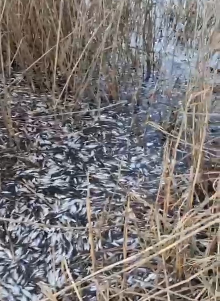 Uluabat Deresi’nde Binlerce Balık Ölü Bulundu