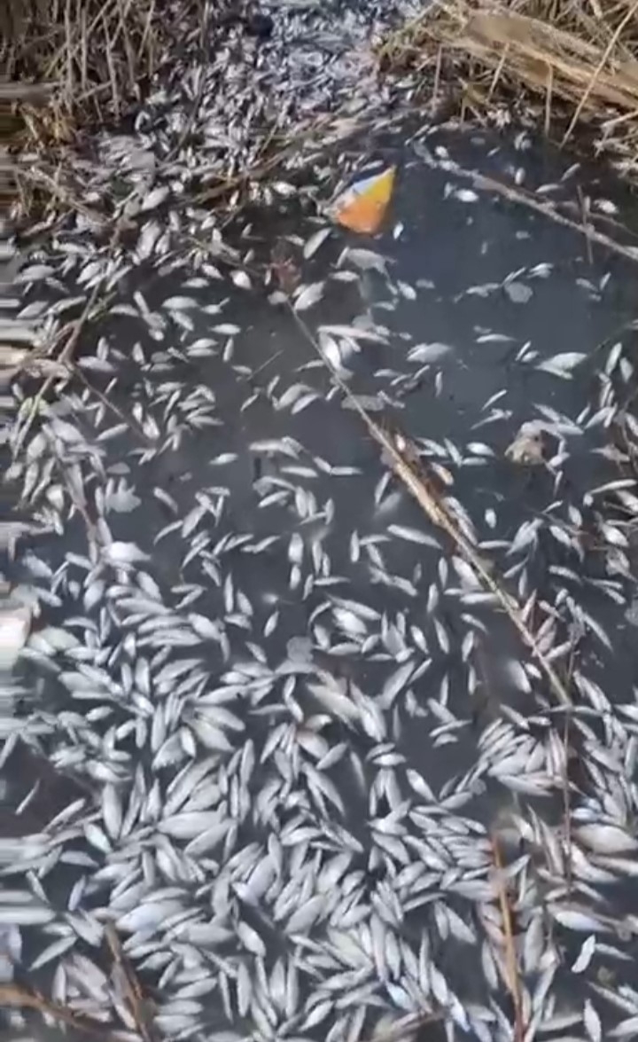 Uluabat Deresi’nde Binlerce Balık Ölü Bulundu