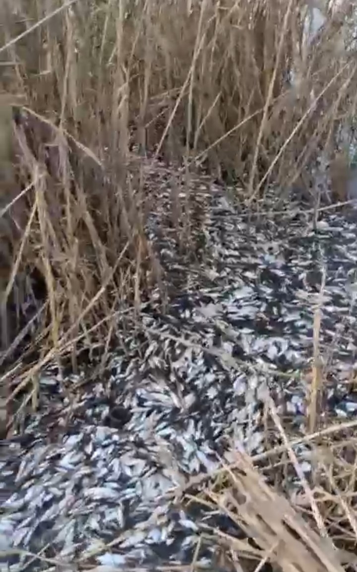 Uluabat Deresi’nde Binlerce Balık Ölü Bulundu