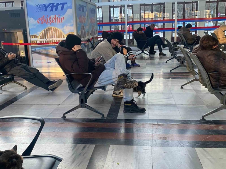 Soğuktan Üşüyen Sokak Kedileri Tren Garına Isındı
