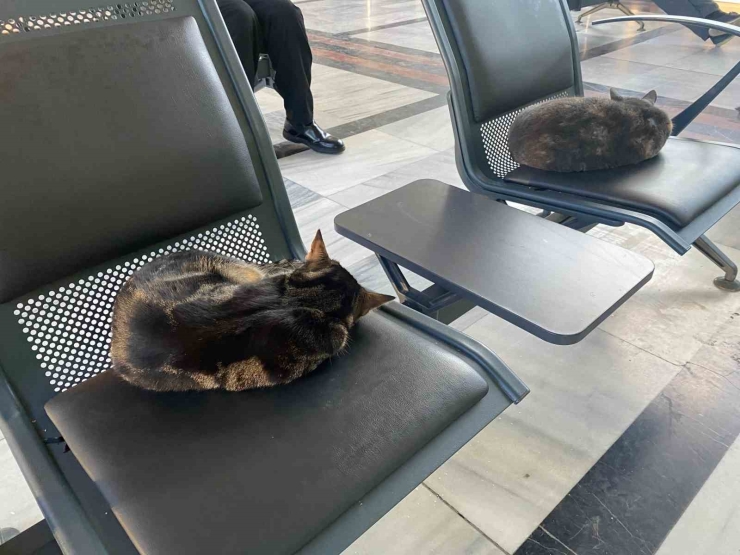 Soğuktan Üşüyen Sokak Kedileri Tren Garına Isındı