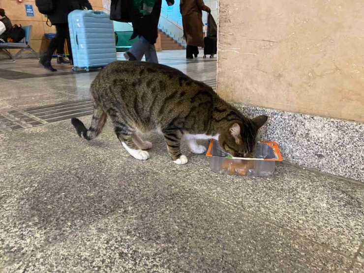 Soğuktan Üşüyen Sokak Kedileri Tren Garına Isındı