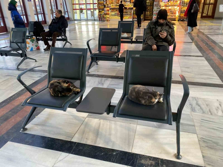 Soğuktan Üşüyen Sokak Kedileri Tren Garına Isındı