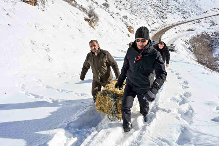 Gümüşhane’de Aç Kalan Yaban Hayvanları İçin Seferberlik
