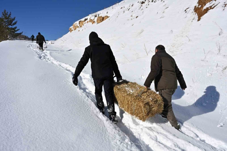 Gümüşhane’de Aç Kalan Yaban Hayvanları İçin Seferberlik