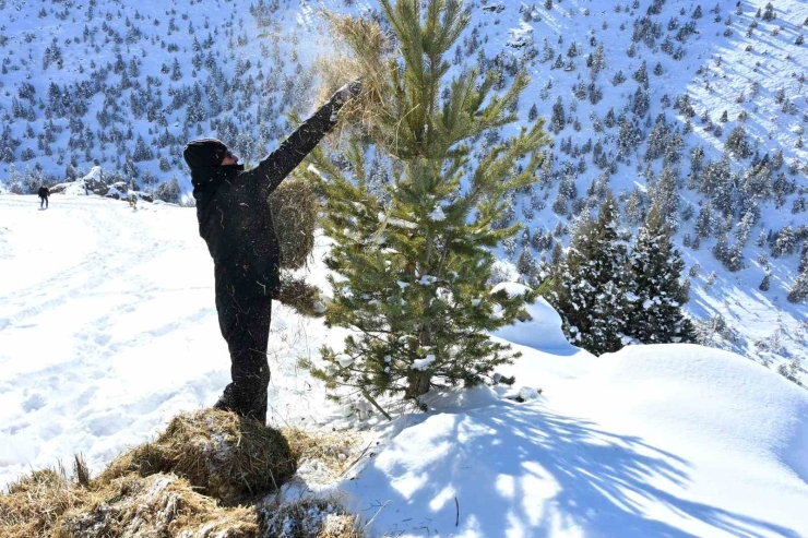 Gümüşhane’de Aç Kalan Yaban Hayvanları İçin Seferberlik