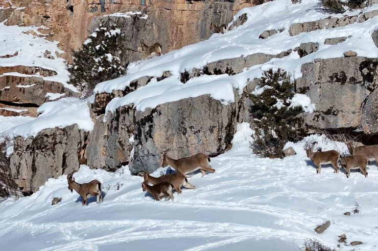 Gümüşhane’de Aç Kalan Yaban Hayvanları İçin Seferberlik