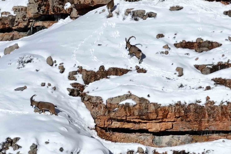 Gümüşhane’de Aç Kalan Yaban Hayvanları İçin Seferberlik