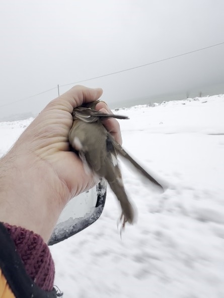 Donmak Üzere Olan Kuşu Aracına Alarak Isıttı