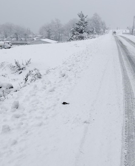 Donmak Üzere Olan Kuşu Aracına Alarak Isıttı
