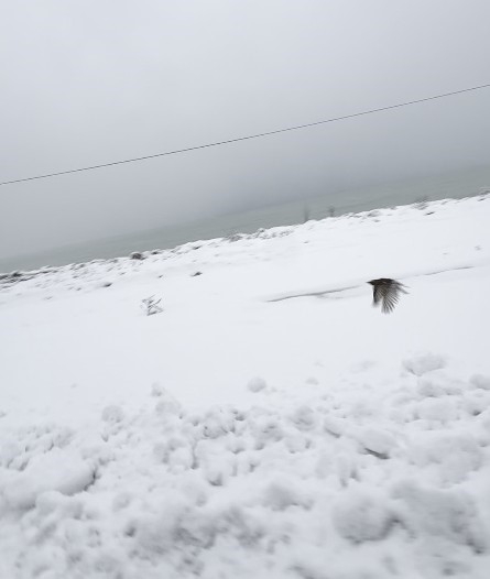 Donmak Üzere Olan Kuşu Aracına Alarak Isıttı