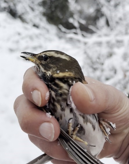 Donmak Üzere Olan Kuşu Aracına Alarak Isıttı