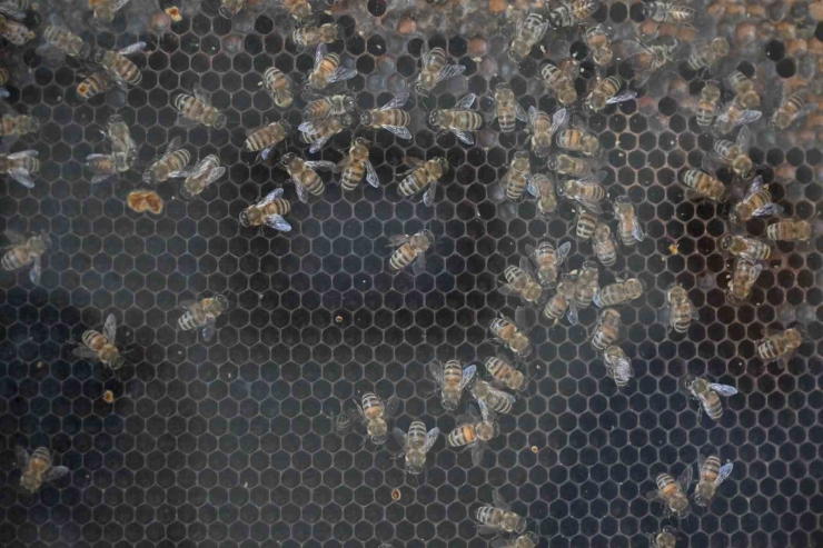 Manisa’da Kırsal Kalkınmaya 144 Milyon Tl’lik Dev Yatırım