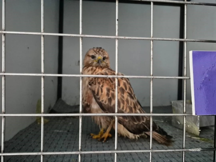 Germencik’te Belediyenin İhbar Hattı Yaban Hayvanlarına Da Umut Oluyor