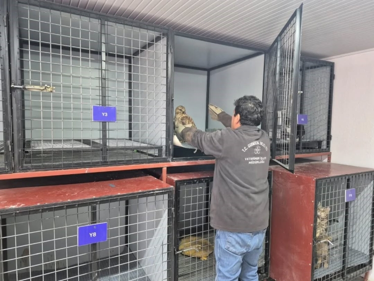 Germencik’te Belediyenin İhbar Hattı Yaban Hayvanlarına Da Umut Oluyor