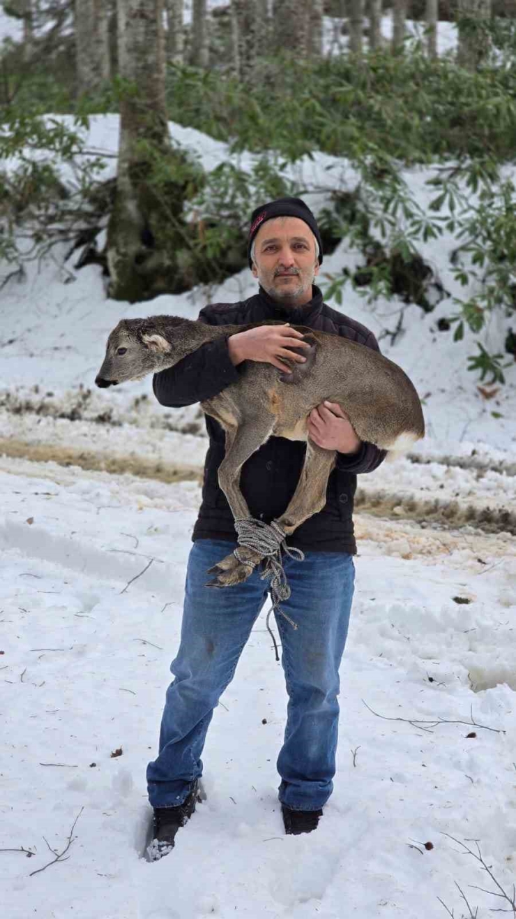 Düzce’de Yaralı Halde Bulunan Yavru Karaca Koruma Altına Alındı
