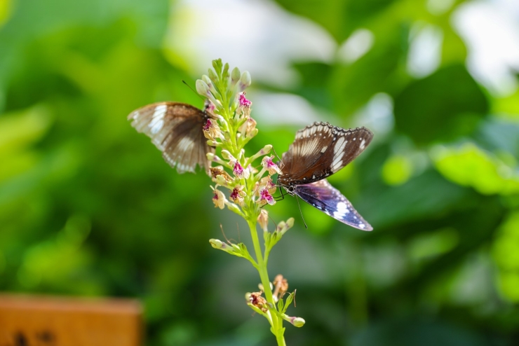 Konya Tropikal Kelebek Bahçesi 2025’te 603 Bin, Toplamda 4 Milyon 136 Bin 888 Ziyaretçiyi Ağırladı