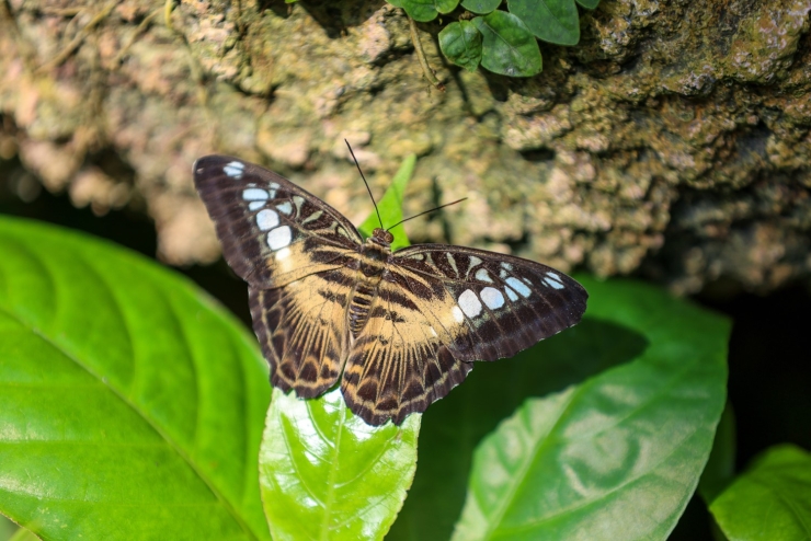 Konya Tropikal Kelebek Bahçesi 2025’te 603 Bin, Toplamda 4 Milyon 136 Bin 888 Ziyaretçiyi Ağırladı