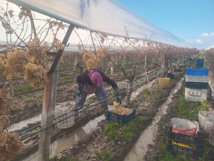 Sarıgöl’de Üzüm Hasadında Sona Gelindi