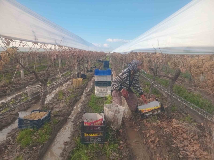 Sarıgöl’de Üzüm Hasadında Sona Gelindi