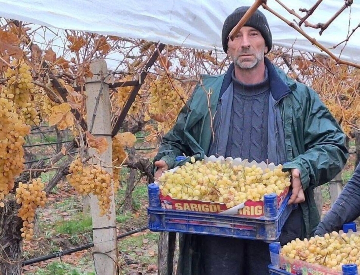 Sarıgöl’de Üzüm Hasadında Sona Gelindi