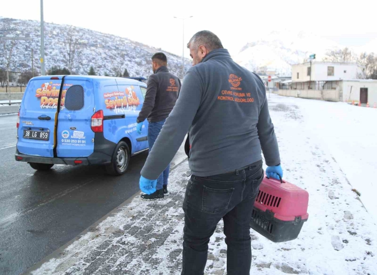 Sevimli Dost Ambulansı, Binlerce Sokak Hayvanının Yardımına Koştu