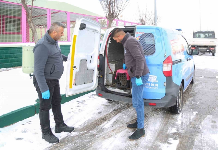 Sevimli Dost Ambulansı, Binlerce Sokak Hayvanının Yardımına Koştu