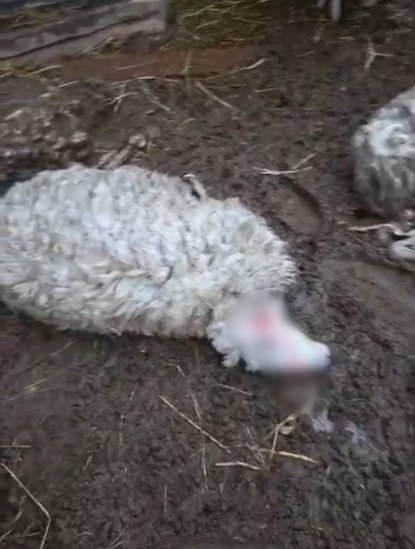 Menteşe’de Kurdun Saldırdığı 3 Koyun Telef Oldu