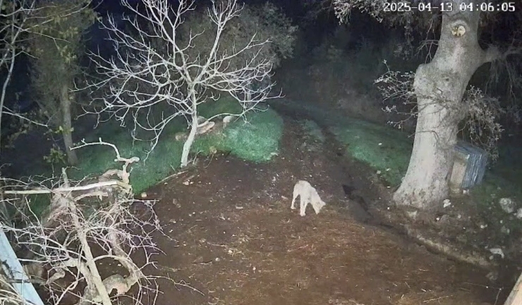 Menteşe’de Kurdun Saldırdığı 3 Koyun Telef Oldu