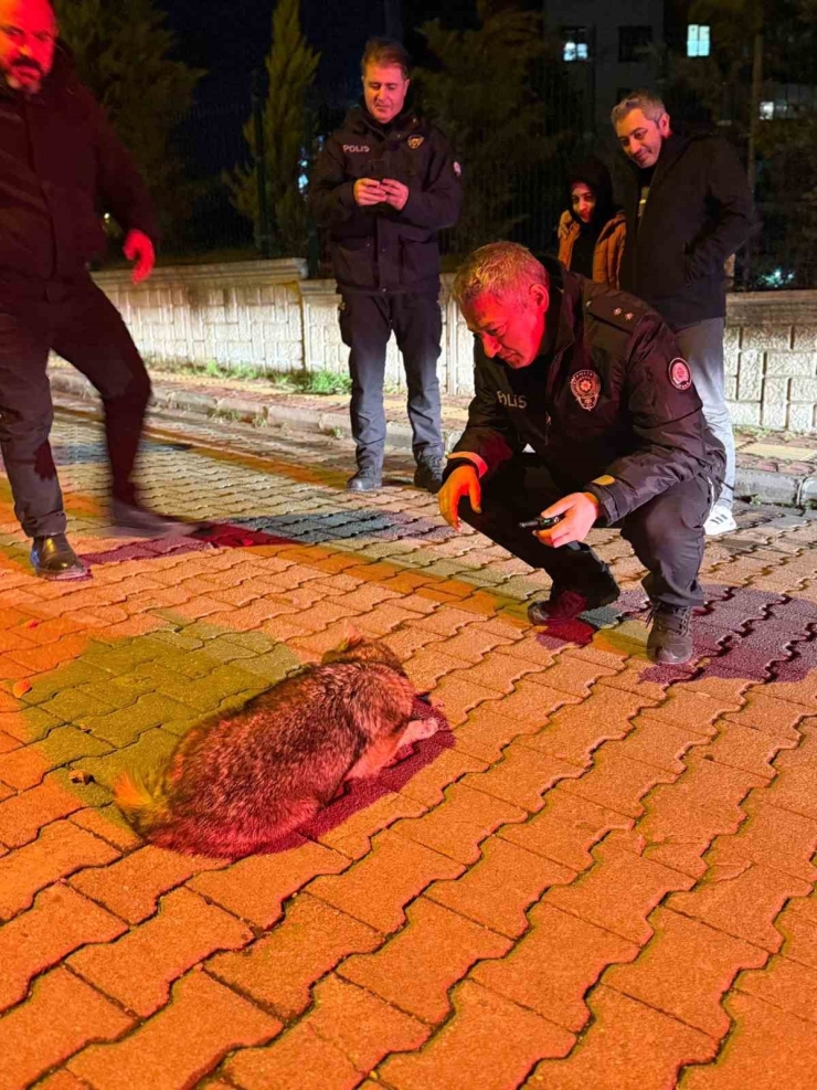 Samsun’da Şehre İnen Çakala Polis Ekiplerinden Şefkat Eli