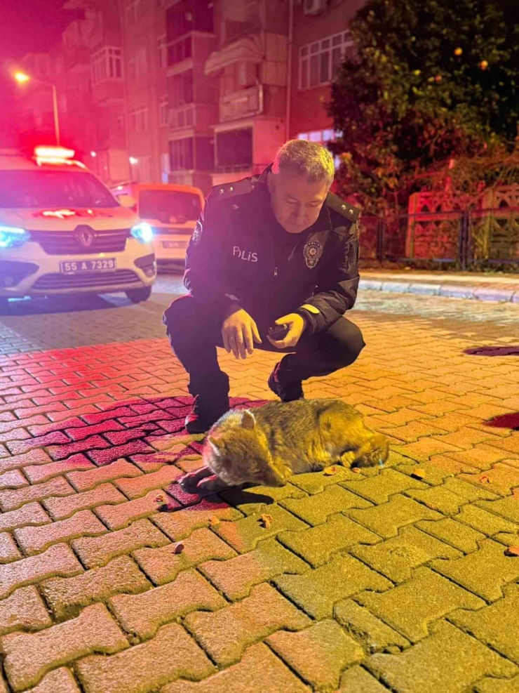 Samsun’da Şehre İnen Çakala Polis Ekiplerinden Şefkat Eli