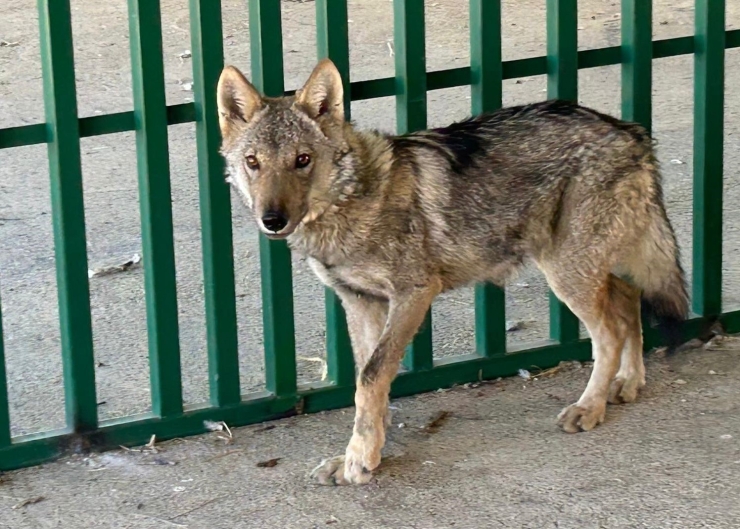 Prof. Dr. Lokman Aslan’dan Kritik Uyarı: "yaban Hayatına Müdahale Merhamet Değil Tehlikedir"