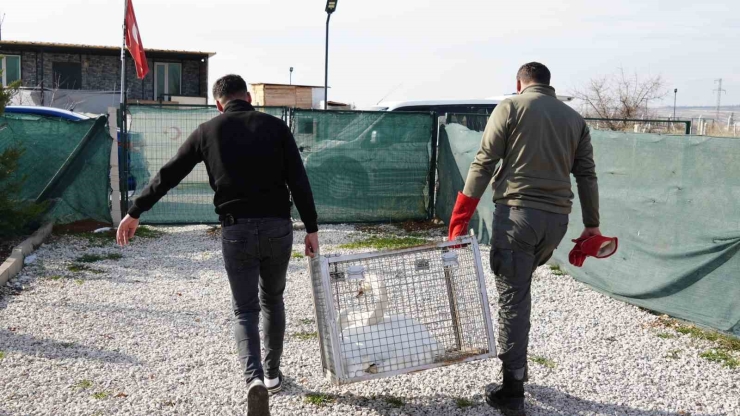Yolunu Şaşıran Kuğu, Ankara’da Bir Evin Bahçesine Düştü