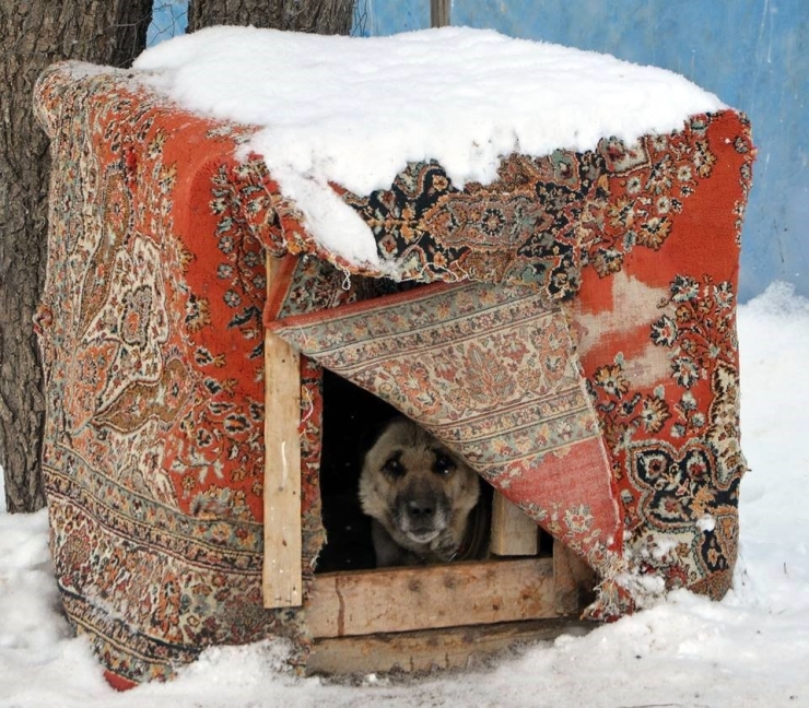 Atatürk’ün Onayıyla Erzurum’dan Okyanusu Aşan Köpekler