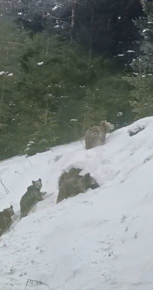 Artvin’de Kış Uykusuna Yatmayan 4 Boz Ayı Kamerada
