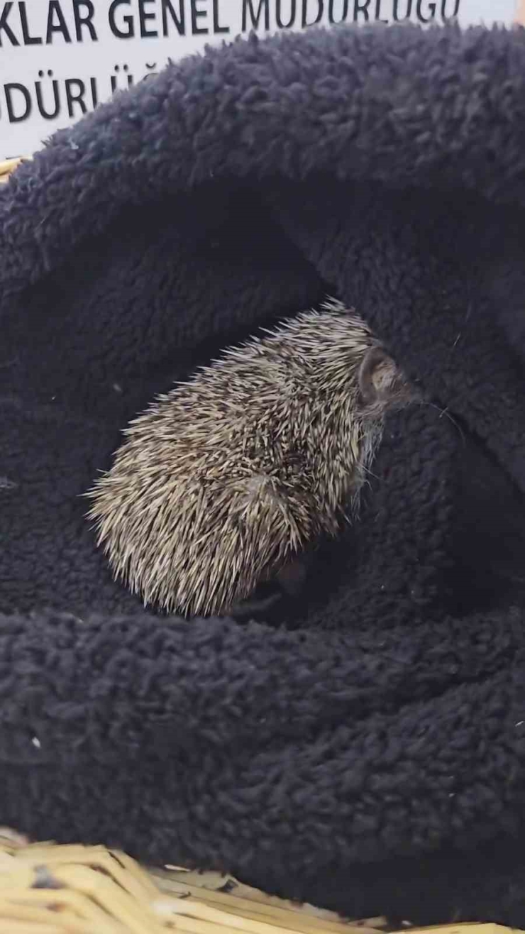 Çanakkale’de Tedavisi Tamamlanan Kirpi Doğaya Salındı