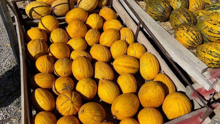 "araştırmacı Kavuncu Dede" Ata Tohumlarını Geleceğe Taşıyor