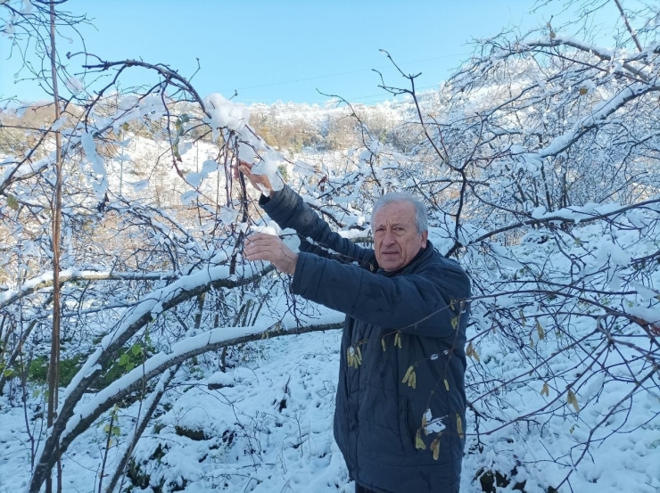 Mevsiminde Yağan Kar Fındık Üreticisini Sevindirdi