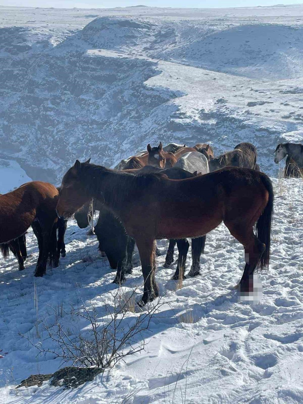 Köylüler Şaşkınlık Yaşadı.. Kars'ta 15 At Yaralı Halde Bulundu!