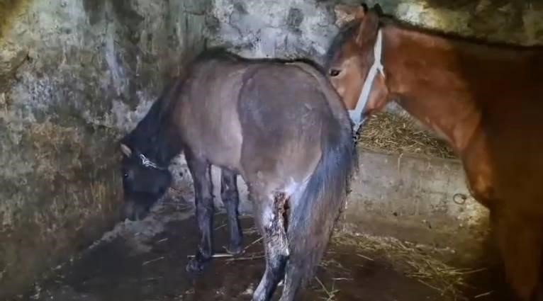 Köylüler Şaşkınlık Yaşadı.. Kars'ta 15 At Yaralı Halde Bulundu!