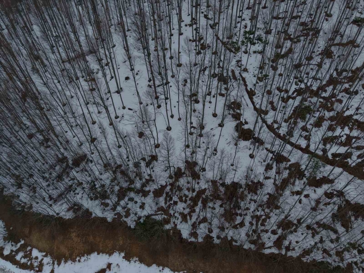 Karla Kaplanan 900 Rakımlı Çam Dağı, Kartpostallık Görüntüler Sundu