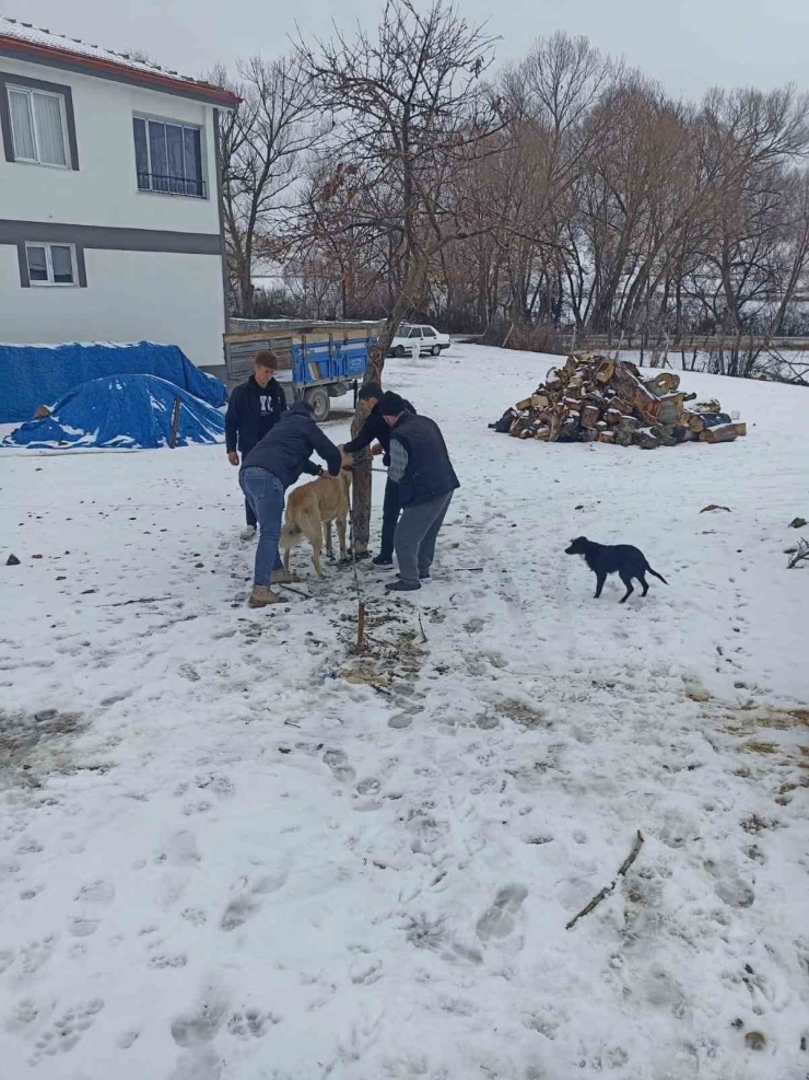 Yozgat’ta 2025 Yılında 7 Bin 548 Sahipli Hayvana Mikroçip Uygulandı