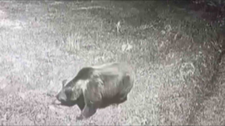 Kış Uykusuna Yatmayan Ayıya Böyle Seslendi: "kocaoğlan Git Yerinde Yat, Uyu"