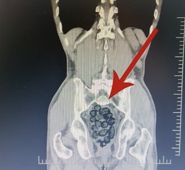 Batman’da Yabancı Uyruklu Bir Şahsın Midesinden 64 Parça Uyuşturucu Çıktı