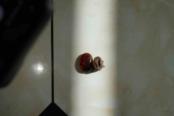 Bayburtlu Kehribar Ustası İşlediği Taşta Milyonlarca Yıllık Böcek Fosili Buldu